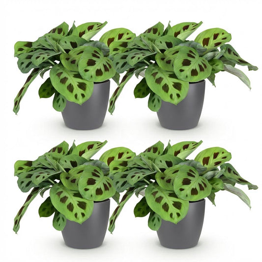 Green boutiQ - Zimmerpflanze - Maranta Fascinator Kerchoveana - Zebrapflanze - Haustierfreundliche Pflanze - Grün - 4 Pflanzen - mit Potter Grau - Topf 12cm - Höhe 25cm 