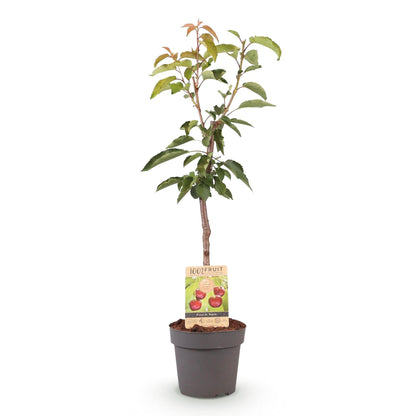 Kirschbaum Prunus avium Regina – Rote Kirsche – Obstbaum im Ø21cm – Höhe ca. 90cm – Süße Kirschen, pflegeleicht & gesund – Perfekt für Garten & Balkon 