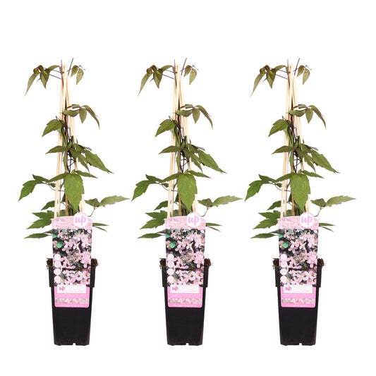 Clematis Montana 'Fragrant Spring' – 3 Pflanzen - Ø15cm – ↨65cm – Duftende Waldrebe – Schnellwachsende Kletterpflanze mit kleinen rosa Blüten 