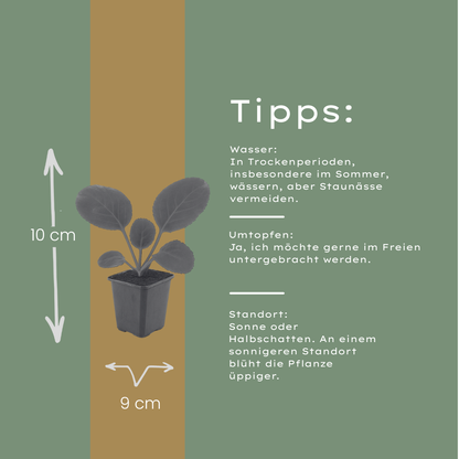 Schusterblume  Bergenia cordifolia –24 Pflanzen – 10-25cm – Ø9cm – Immergrüne Staude mit rosa Blüten – Winterharte Gartenpflanze für Beet, Schatten & Bodendecker