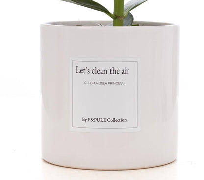 Clusia Rosea Gift "Let's Clean The Air" WITH GREETING CARD! - Ø12cm - ↕30cm 