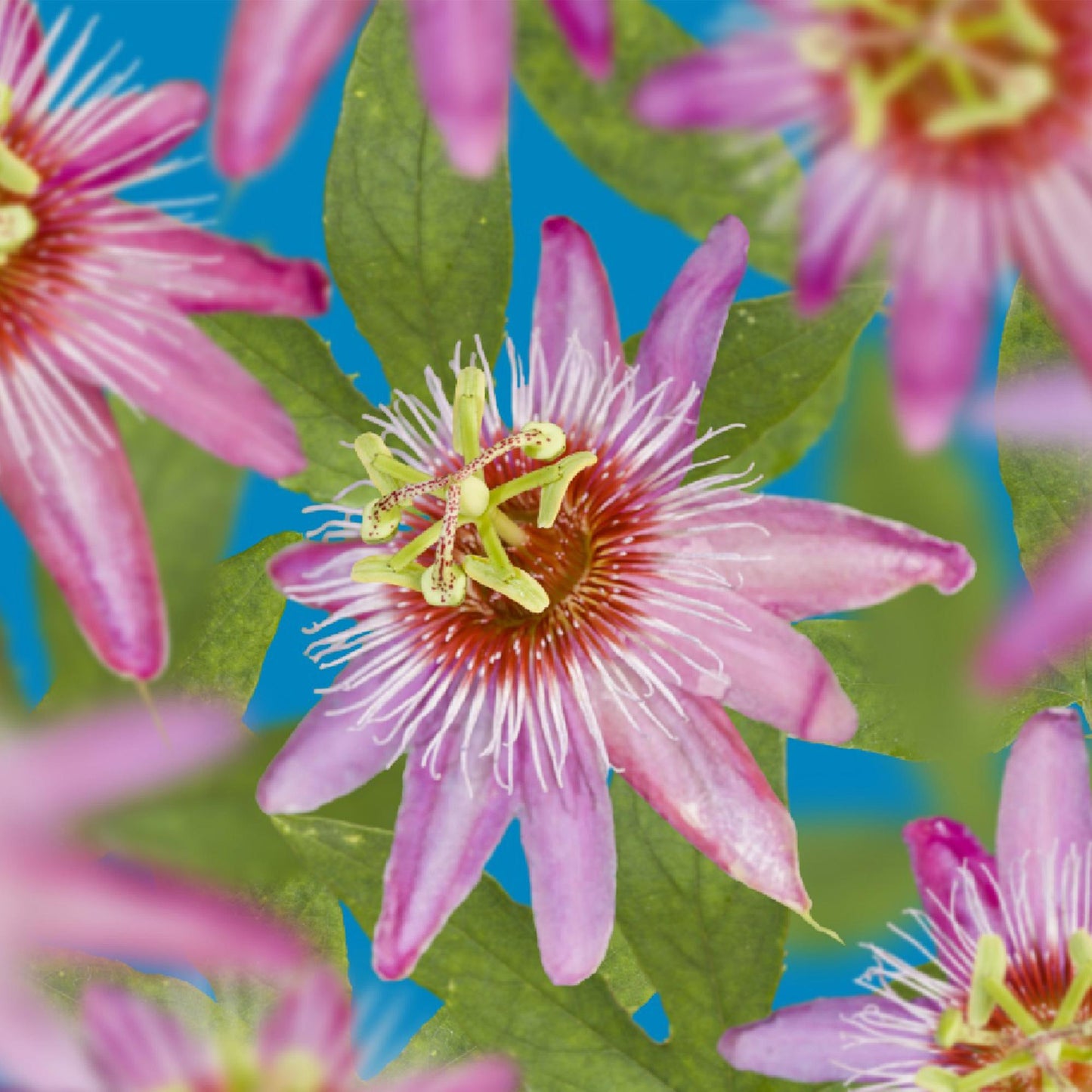 Passionsblume - Passiflora Anastasia - Blume Rosa - Wenig Pflege - 2 Pflanzen - Topf 11cm Höhe 40cm 