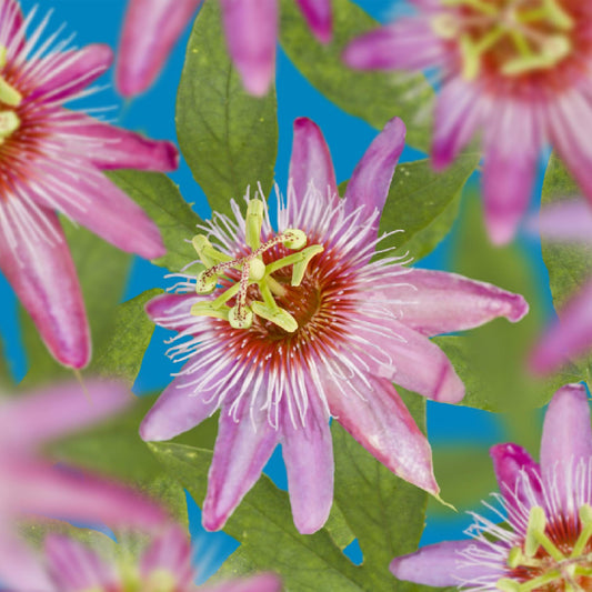 Passionsblume - Passiflora Anastasia - Blume Rosa - Wenig Pflege - 2 Pflanzen - Topf 11cm Höhe 40cm 