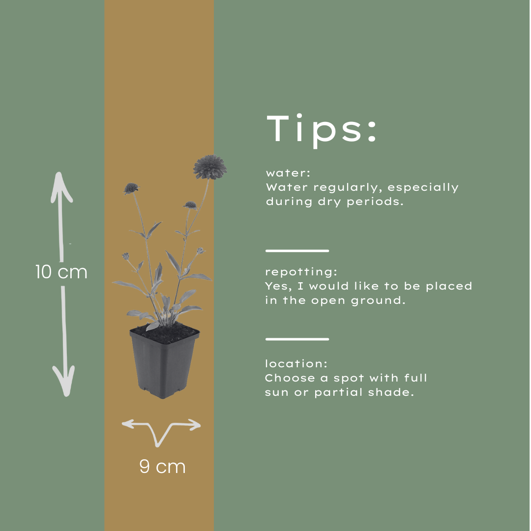 Knautia macedonica – 12 Pflanzen – Ø9cm – Höhe 10-25cm – Winterharte Staude – Tiefrote Blütendolden – Bienen- & Schmetterlingsfreundlich für Beet & Präriegarten