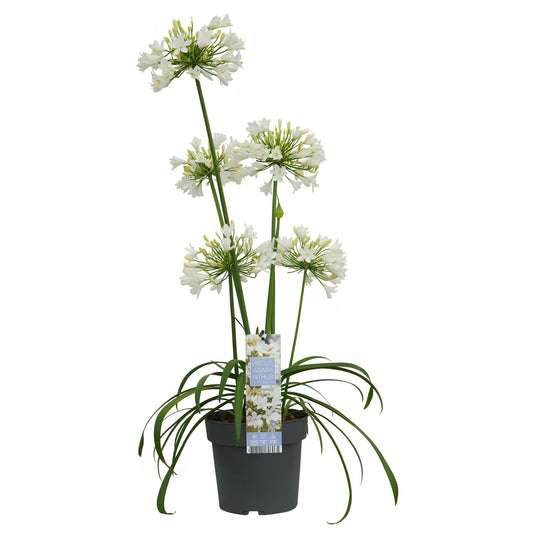 Schmucklilie - Agapanthus 'Ever White' - Ø19cm - ↕30cm 