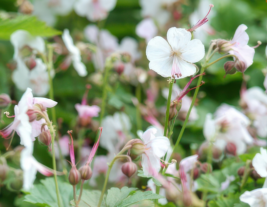 Cambridge Storchschnabel – Geranium cantabrigiense 'Biokovo' – ↑10-25cm – Ø9cm – 12 Pflanzen – Bodendecker, weiß-rosa Blüten, pflegeleicht & winterhart
