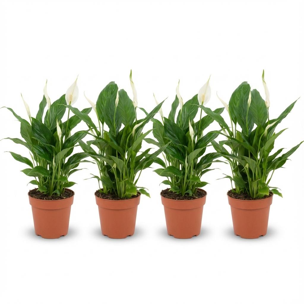 Spathiphyllum Einblatt – 4 Pflanzen – Ø12cm – Höhe 35–40cm – Luftreinigende Zimmerpflanze – Weiße Blüten – Ideal für Wohnraum & Büro 