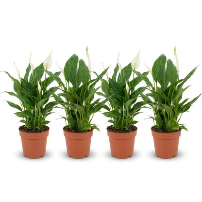 Spathiphyllum Einblatt – 4 Pflanzen – Ø12cm – Höhe 35–40cm – Luftreinigende Zimmerpflanze – Weiße Blüten – Ideal für Wohnraum & Büro 