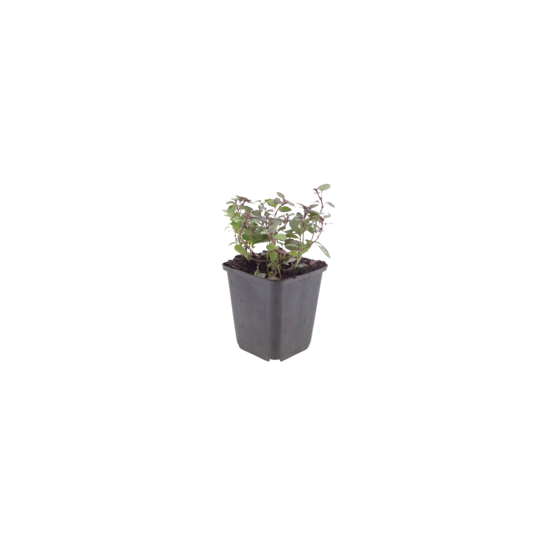Origanum laevigatum Herrenhausen – 60 Pflanzen – Ø9cm – Höhe 10-25cm – Winterharter Zieroregano – Bienenfreundlich – Für Beet, Steingarten & Präriegarten