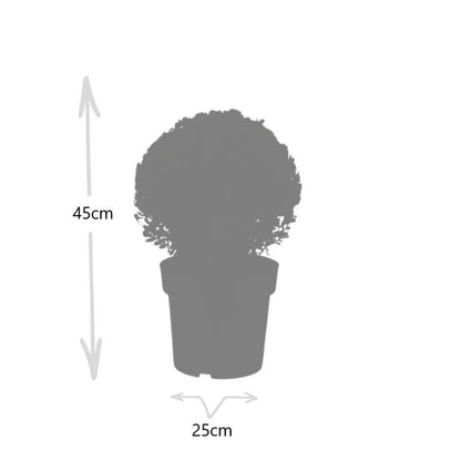 Ilex crenata 'Jenny' – Stechpalme Kugeln – Ø25cm – 2 Pflanzen – Buchsbaum-Alternative – Pflegeleichte & Winterharte Gartenpflanzen