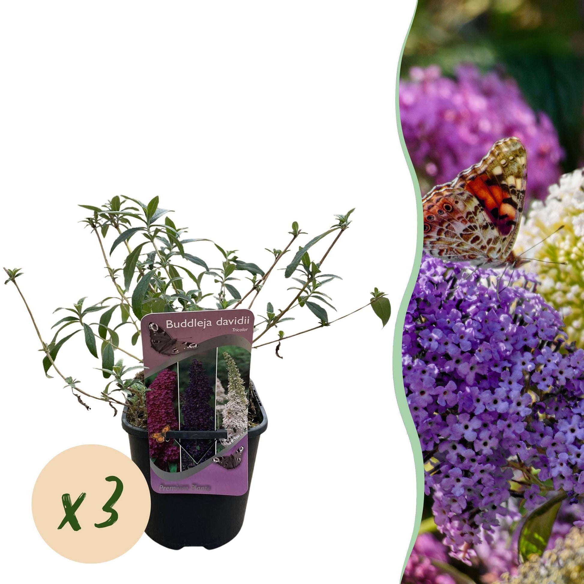 Schmetterlingsstrauch Buddleja davidii Tricolour – 3 Pflanzen – 1 m² – Blüten Rosa, Weiß & Lila – Schmetterlingsanlockend – 17 cm x H30 cm – Pflegeleicht & Bienenfreundlich 