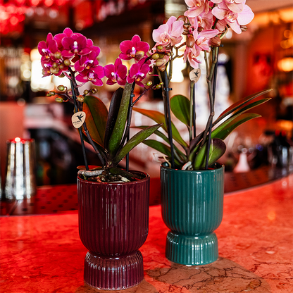 Orchidee violett mit rotem Diabolo Übertopf Ø9cm blühende Zimmerpflanze frisch vom Züchter inklusive Gießdocht dekorative Phalaenopsis für Wohnzimmer Büro Geschenkidee 