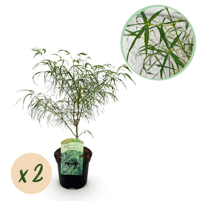 Japanischer Ahorn – Acer palmatum 'Koto-no-ito' – 2 Pflanzen – ca. 70 cm hoch – Topf Ø19 cm – feingliedriges grünes Laub – Balkon- & Gartenpflanze 