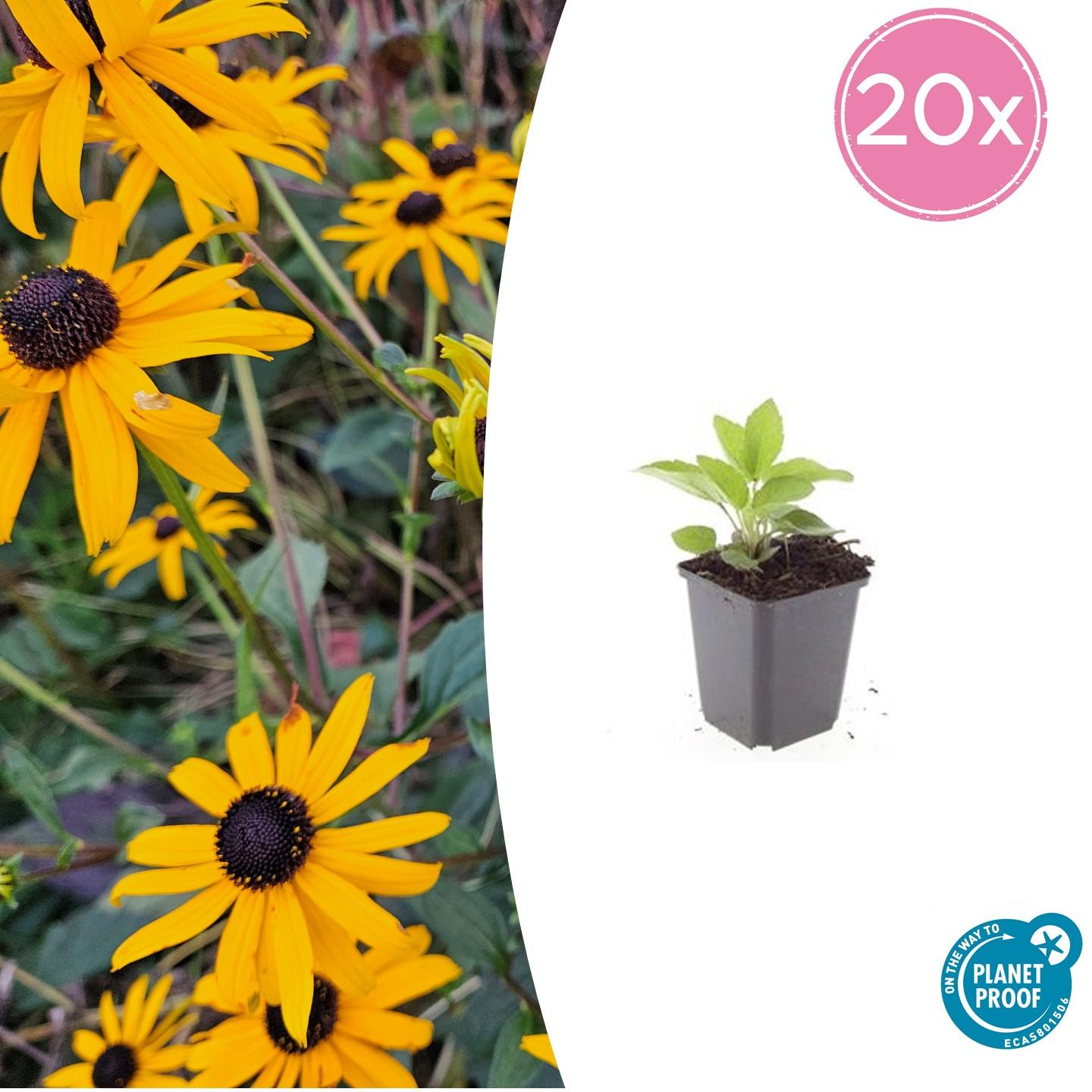 Leuchtender Sonnenhut Rudbeckia fulgida 'Goldsturm' – ↕10-25cm – Ø9cm – 20 Pflanzen – Winterharte Staude – Leuchtend gelbe Blüten – Bienenfreundlich