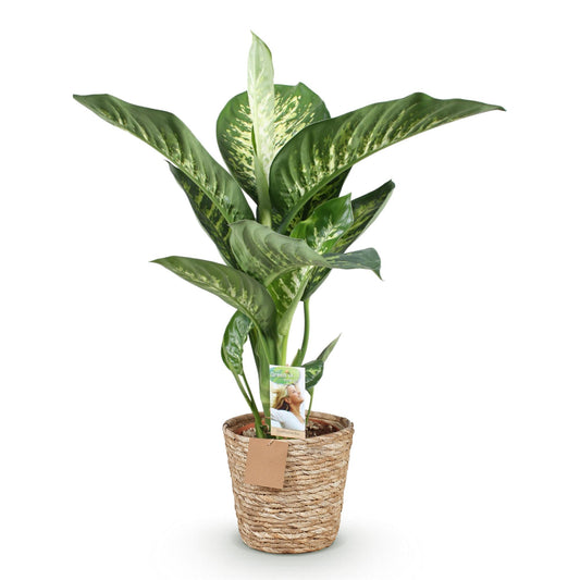 Green boutiQ - Zimmerpflanzen - Diefenbachia Tropic Snow - Dieffenbachia - Wenig Pflege - mit Korb - Bunt - 1 Pflanze - Topf 21cm - Höhe 90-100cm 