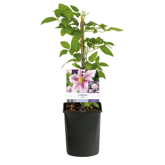 Kletterpflanze – Clematis Piilu – Rosa Blüten – 2 Pflanzen – 11cm – Höhe 40cm – Blüte Mai–September – Pflegeleicht & bienenfreundlich 