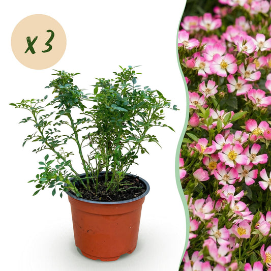 Gartenrose Rosa Cutie Pie 3er Set – winterhart rosa – Duftrose im Topf 12cm – Höhe 20-25cm – kompakter Rosenstrauch 30-40cm – lange Blüte für Beet, Hecke, Balkon & Terrasse 