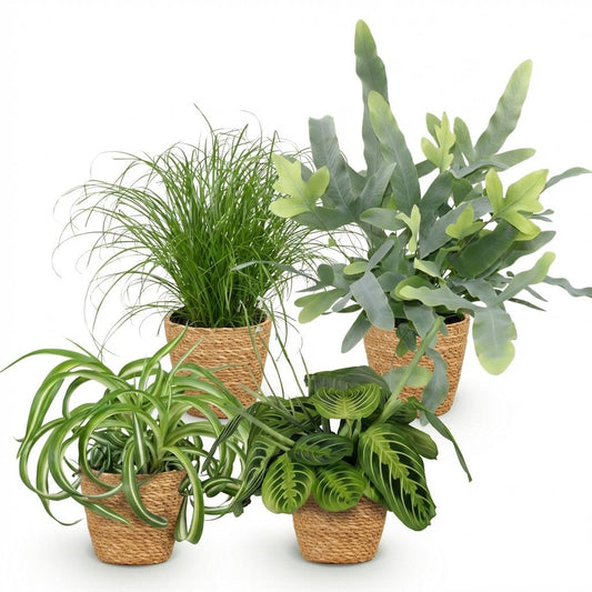 Green boutiQ - Zimmerpflanze - Chlorophytum - Cyperus - Phlebodium - Marantha - Mix aus 4 - Haustierfreundliche Pflanzen - Grün - 4 Pflanzen - mit Korb - Topf 12cm - Höhe 25cm 