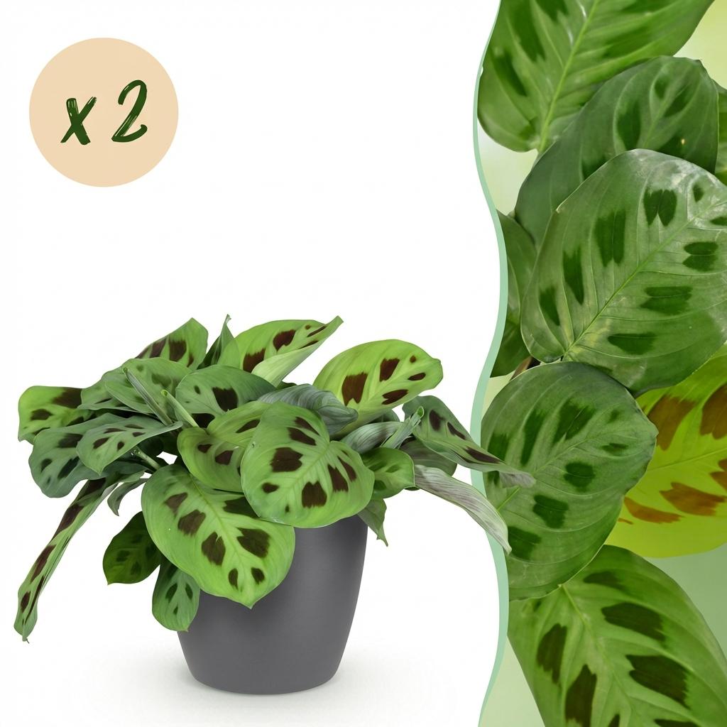 Green boutiQ - Zimmerpflanze - Maranta Fascinator Kerchoveana - Zebrapflanze - Haustierfreundliche Pflanze - Grün - 2 Pflanzen - mit Potter Grau - Topf 12cm - Höhe 25cm 