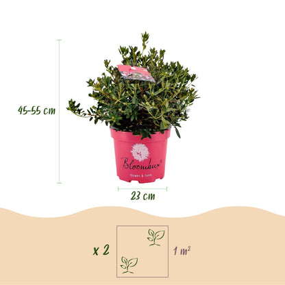 Green boutiQ - Zwerg-Rhododendron - Rhododendron Bloombux Magenta - Blühender Buchsbaum - Wenig Pflege - Rosa Blüte - 1 Pflanze - Topf 23cm - Höhe 45-55cm 