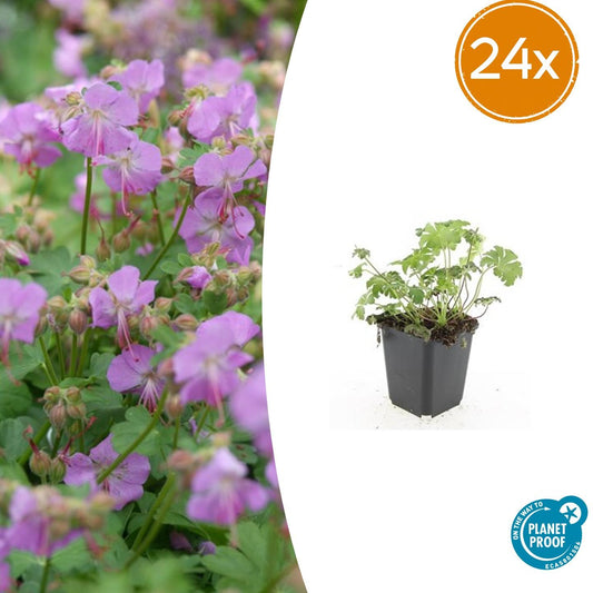 Geranium cantabrigiense 'Cambridge' – Bodendecker-Staude – 24 Pflanzen – Ø9cm – ↕10–25cm – Rosa Blüte – Bienenfreundlich & pflegeleicht 