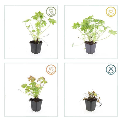 Balkan-Storchschnabel - Geranium macrorrhizum - ↕10-25cm - Ø9cm - 20 Stück