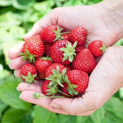 Erdbeere Fragaria Elvira winterhart 6 Pflanzen Höhe 30cm Ø9cm – Rote Erdbeere für Beet Balkon & Topf – Pflegeleichte Obstpflanze mit hohem Ertrag 