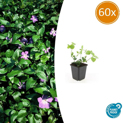 Großes Immergrün - Vinca major - ↕10-25cm - Ø9cm - 60 Stück