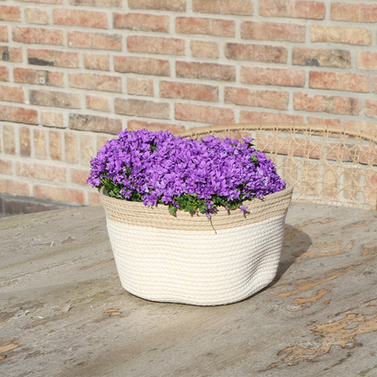 Campanula Addenda Ambella Intense purple - Baumwollschale mit Campanula mit Bewässerungssystem - 3 Stück - Glockenblume lila - Topfgröße 12cm 