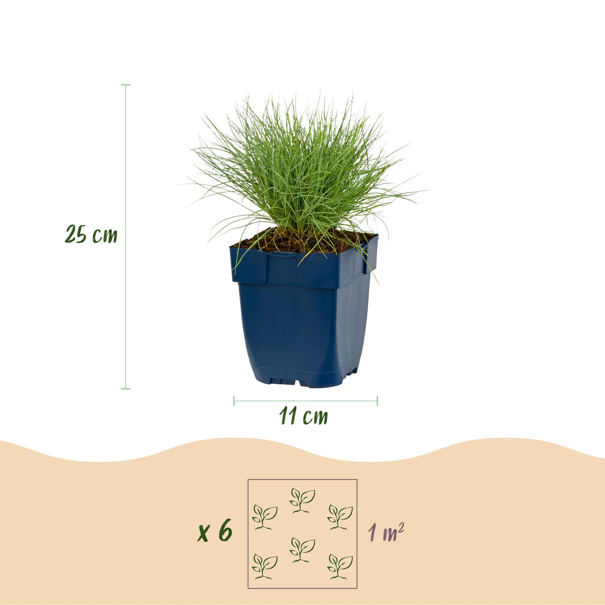 Blauschwingel – Festuca glauca – 6 Pflanzen – Topf Ø11cm – Bienenfreundliche Staude für Garten & Balkon