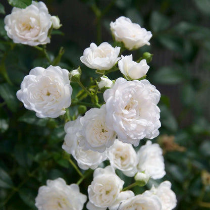 Green boutiQ - Gartenrose - Rosa White Fairy - Rose - Winterhart - Weiß - 3 Pflanzen - Topf 12cm - Höhe 20-25cm 