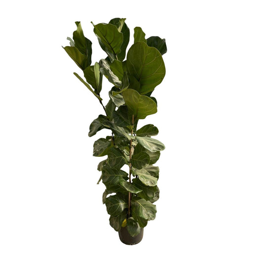 Ficus lyrata – Geigenfeige – Zimmerpflanze – Ø30cm – Höhe ca. 180cm – Großblättrige Grünpflanze mit aufrechtem Wuchs – Für Wohnzimmer & Büro 