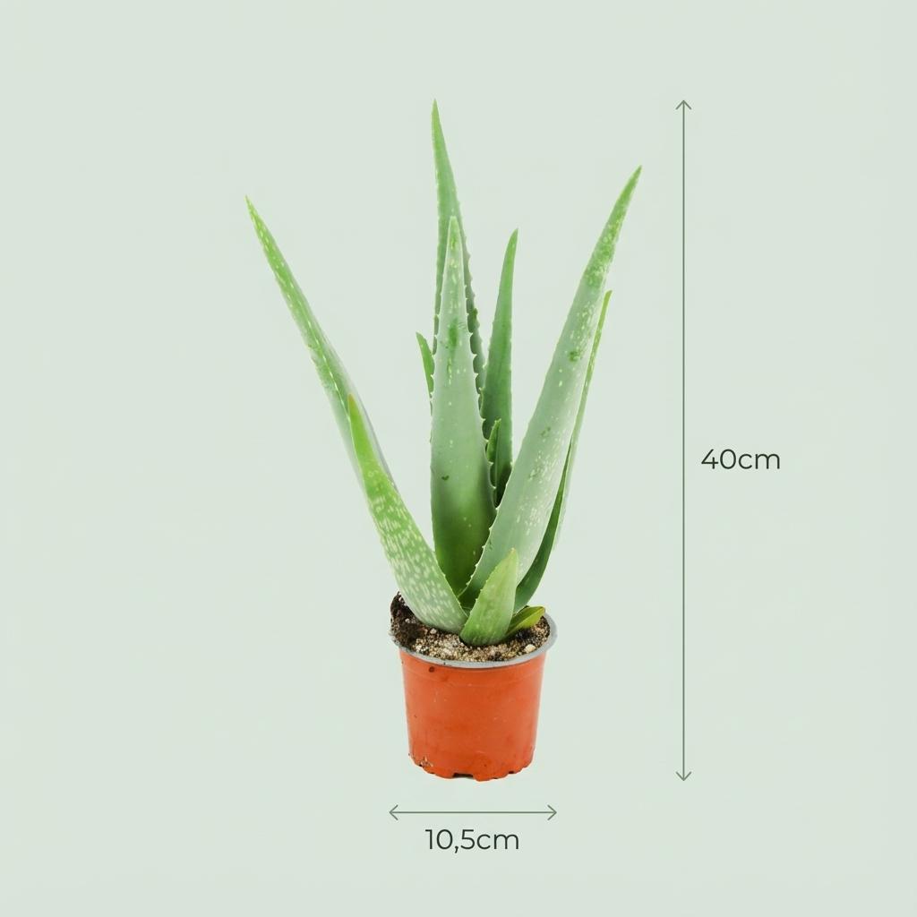 Aloe Vera Zimmerpflanze Ø10,5cm Höhe35–40cm – Pflegeleichte Sukkulente mit fleischigen Blättern – Sonnenliebende Pflanze für Wohnraum & Büro 