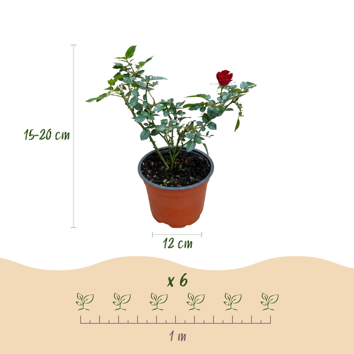 Green boutiQ - Garten Rose - Rosa Rote The Fairy - Rose - Winterhart - Rot - 1 Pflanze - Topf 12cm - Höhe 20-25cm 