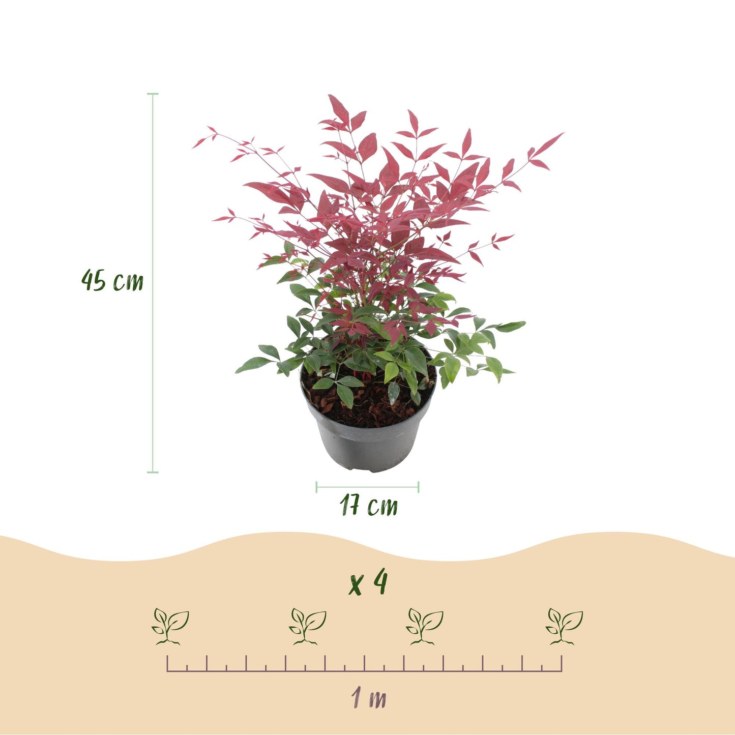 GreenboutiQ - Gartenpflanze - Nandina Tricolour - Gelb & Rot & Orange - 3 Pflanzen - Immergrün - Wenig Pflege - Topf 17cm Höhe 45cm 