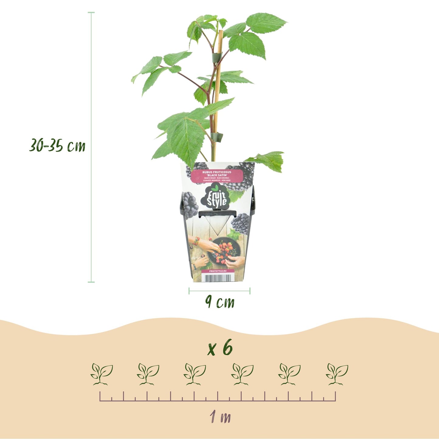 GreenboutiQ - Obstpflanzen - Brombeere - Rubus Black Satin - Winterhart - 6 Pflanzen - Topf 9 cm - Schwarze Brombeere 