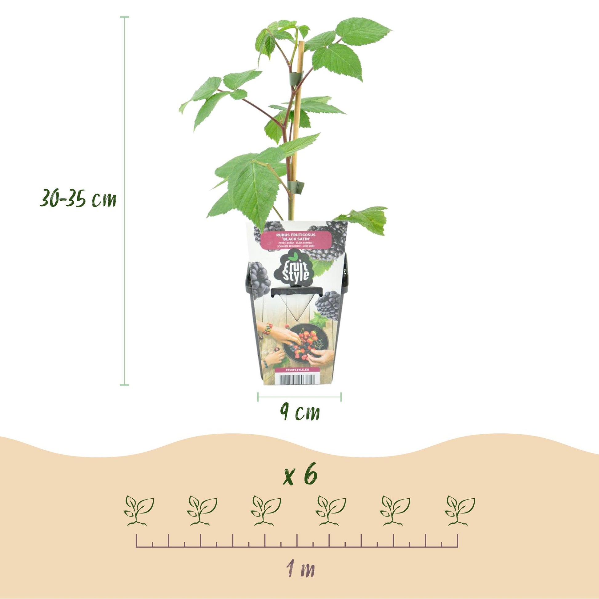 GreenboutiQ - Obstpflanzen - Brombeere - Rubus Black Satin - Winterhart - 6 Pflanzen - Topf 9 cm - Schwarze Brombeere 