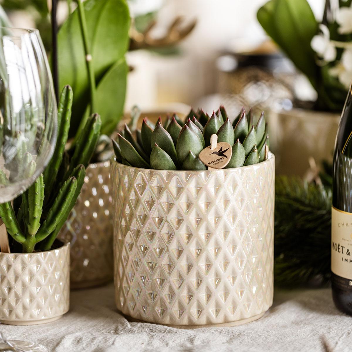 Pflanzen Set + Zierpflanzgefäße für Tischdekoration beim Dinner - Topfgröße Ø9cm & Ø6cm - Zimmerpflanze 