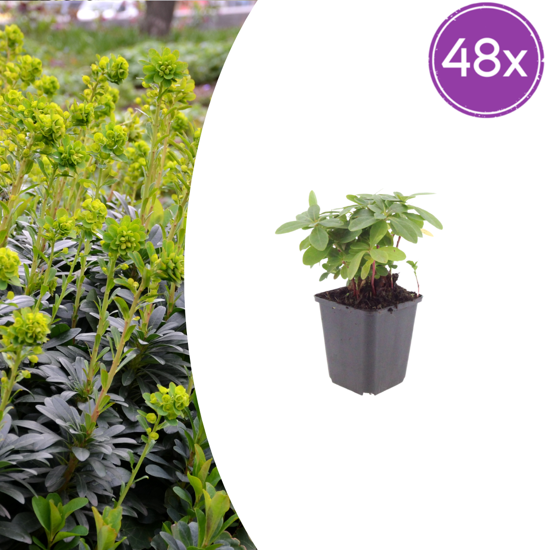 Euphorbia amygdaloides Robbiae – 48 Pflanzen Ø9cm – Höhe 10-25cm – Immergrüner Bodendecker für Schatten & Halbschatten – Gelbgrüne Frühjahrsblüte – Winterhart pflegeleicht