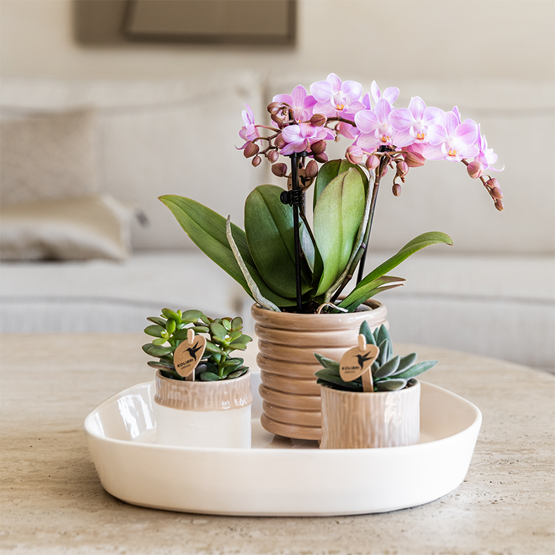 Kolibri Home | Tree Übertopf - Sand - Ø6cm 