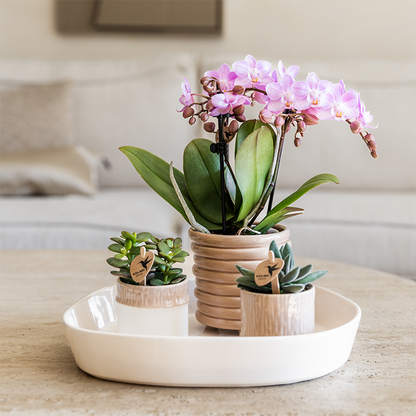 Kolibri Home | Tree Übertopf - Sand - Ø6cm 