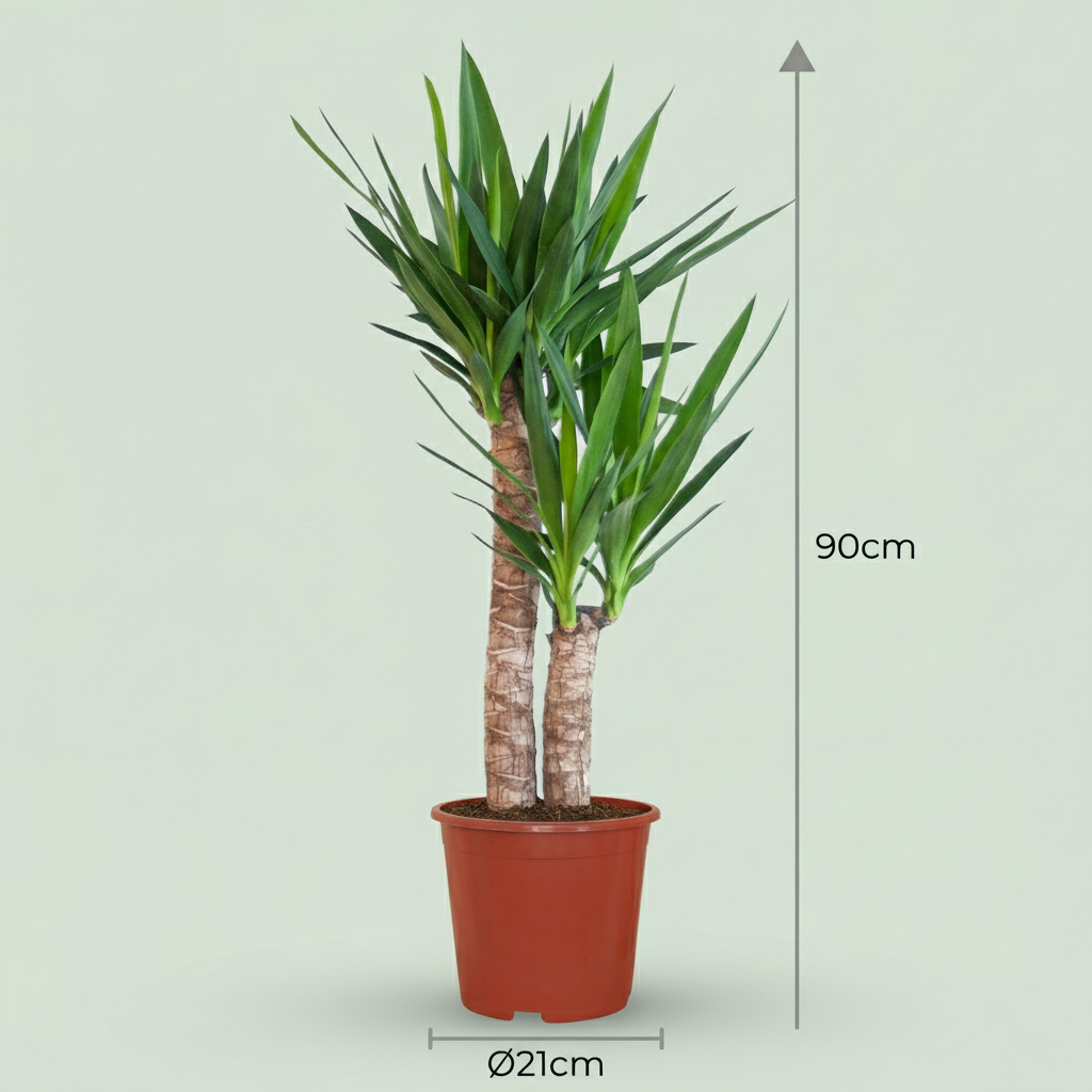 Green boutiQ - Plante d'intérieur - Yucca (Lis palmier) - Yucca Elephantipes - Vert - Entretien facile - 1 Plante - Pot 21cm - Hauteur 80 - 90cm 