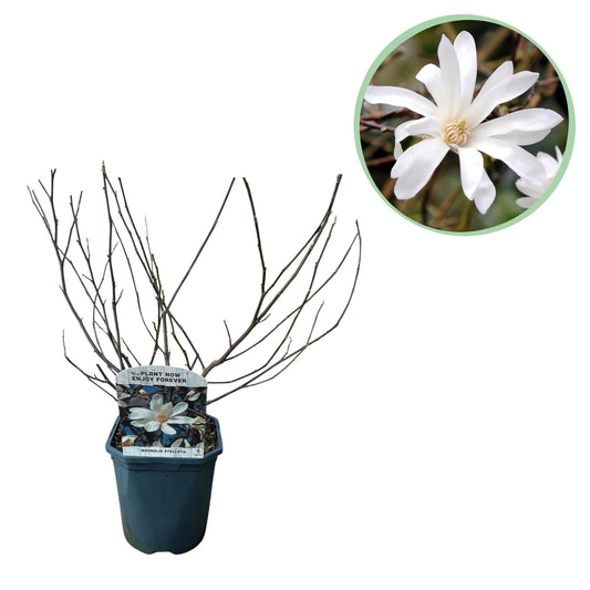 Stern-Magnolie Magnolia Stellata – Strauch – Blüte Weiß – Laubabwerfend – Frühjahrsblüher – Pflegeleicht – 17cm Höhe 45cm – Für Garten & Terrass 