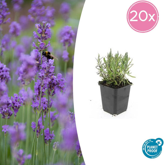 Lavendel Lavandula ang. 'Munstead' – ↕10-25cm – Ø9cm – 20 Pflanzen – Winterhart, Pflegeleicht, Mediterranes Flair, Bienenfreundlich