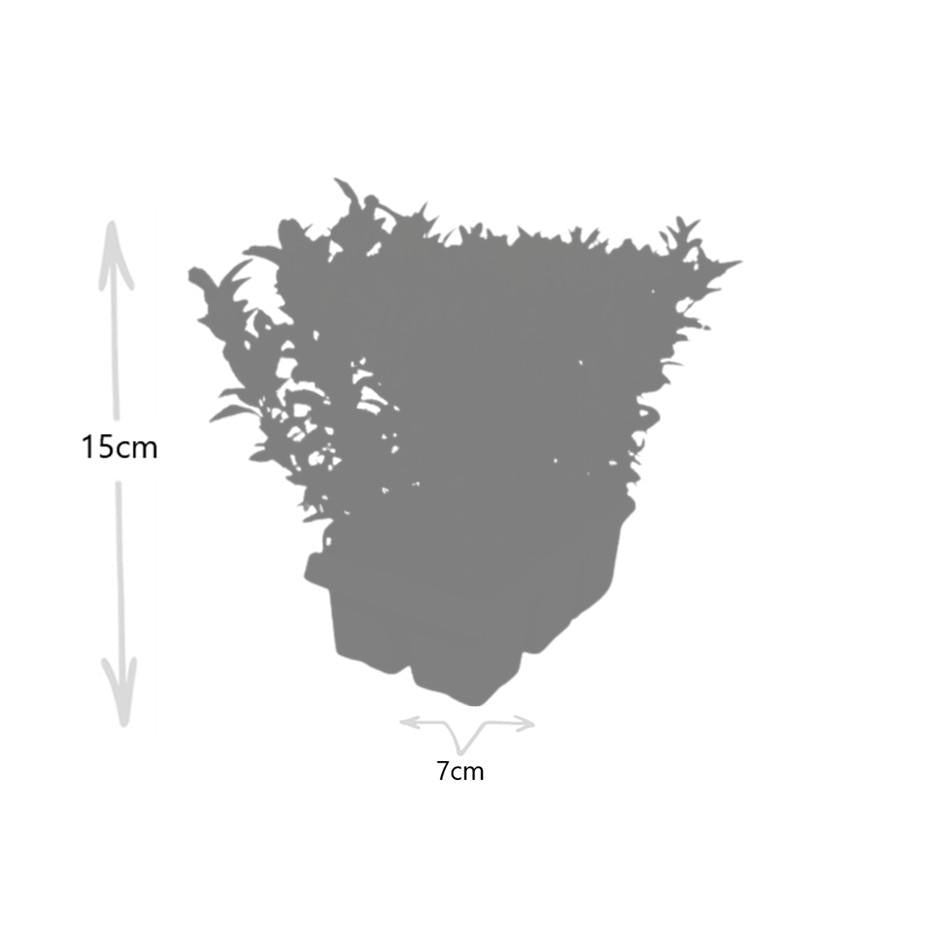 Japanischer Spindelstrauch Euonymus 'Green Spire' – Ø7cm, Höhe 15cm – 24 Pflanzen – Schlank, Aufrecht & Winterhart – Perfekte Buchsbaum-Alternative für Hecken & Garten