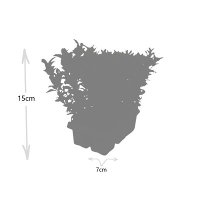 Japanischer Spindelstrauch Euonymus 'Green Spire' – Ø7cm, Höhe 15cm – 24 Pflanzen – Schlank, Aufrecht & Winterhart – Perfekte Buchsbaum-Alternative für Hecken & Garten