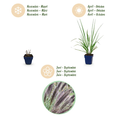 Lampenputzergras 'Black Beauty' – Pennisetum alopecuroides 'Black Beauty' – Topf Ø11cm – Bienenfreundliche Staude für Garten & Balkon