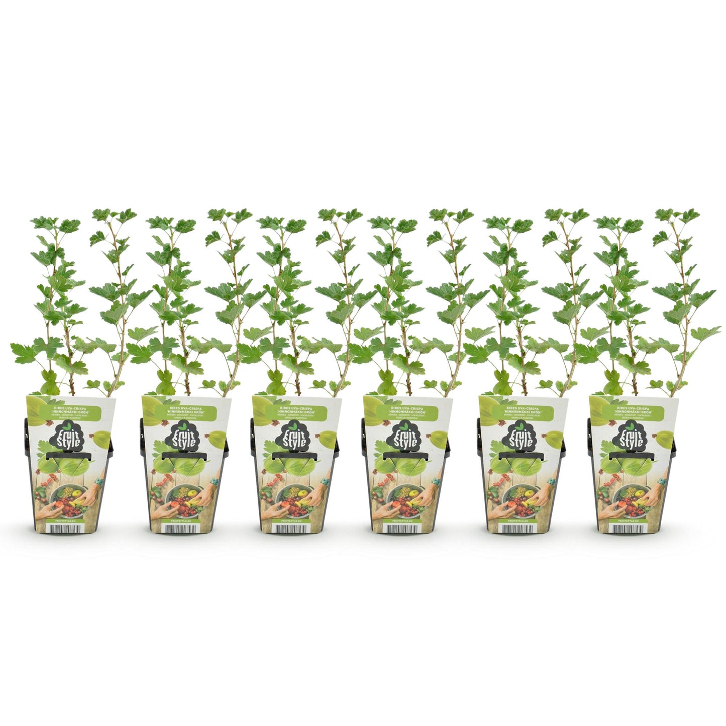 GreenboutiQ - Obstpflanzen - Stachelbeere - Ribes uva-crispa Hinnonmaki Grun - Winterhart - 6 Pflanzen - Topf 9 cm - Grüne Beere 