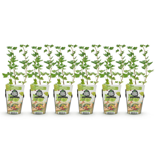 GreenboutiQ - Obstpflanzen - Stachelbeere - Ribes uva-crispa Hinnonmaki Grun - Winterhart - 6 Pflanzen - Topf 9 cm - Grüne Beere 