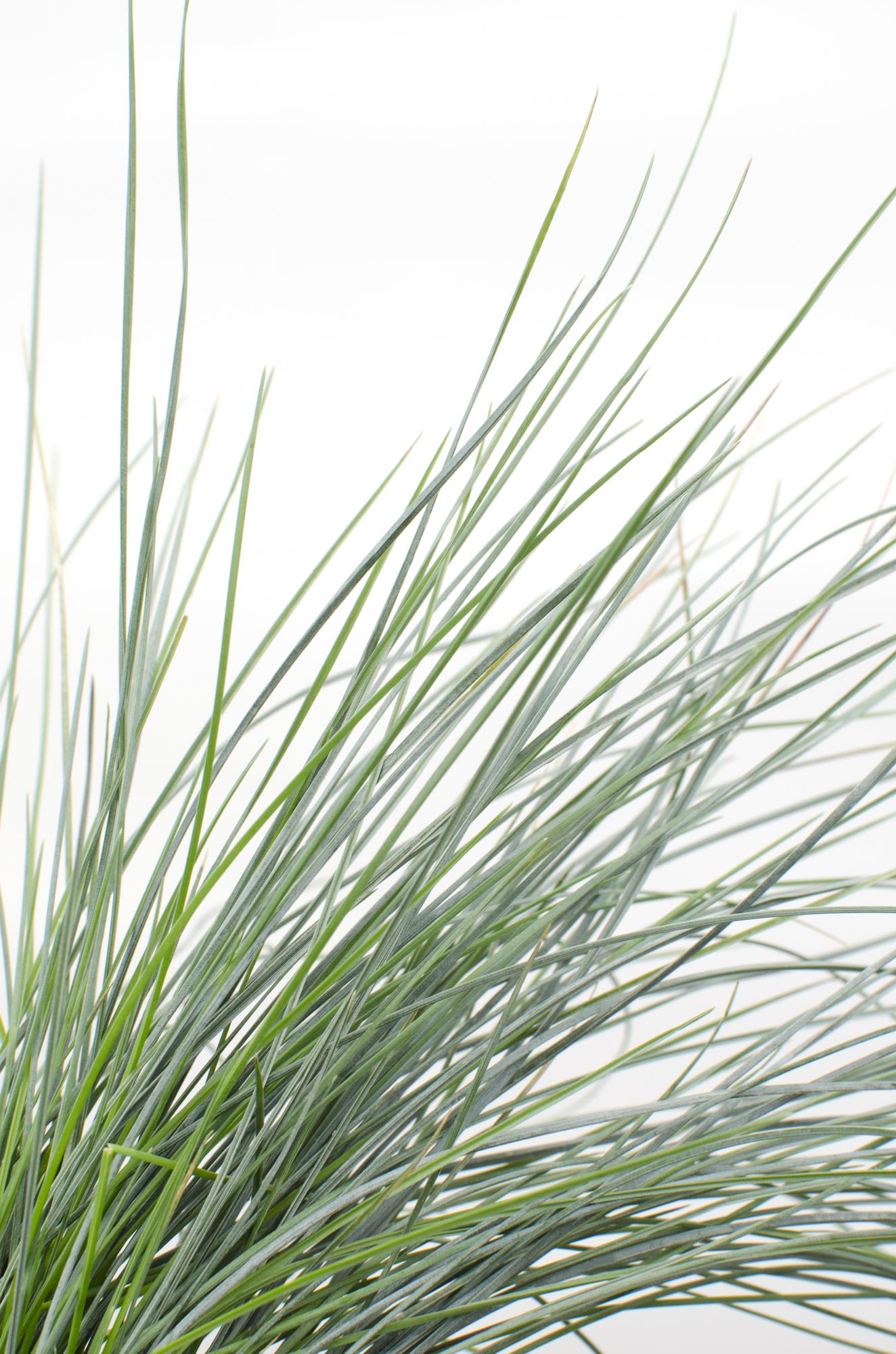 Blauschwingel-Gras - Festuca glauca Azura Blue - Ø14cm - ↨30cm 
